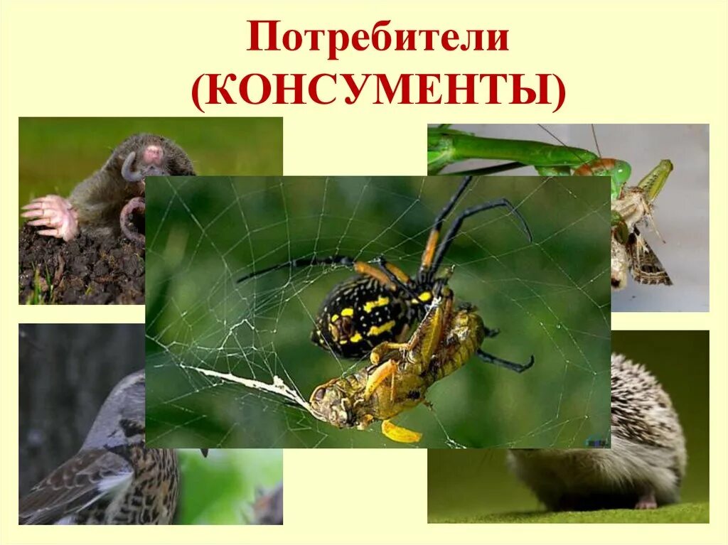 Редуцент консумент плотоядное животное детритофаг. Потребители второго порядка. Консументы потребители. Консументы потребители второго порядка. Консументы второго порядка порядка.