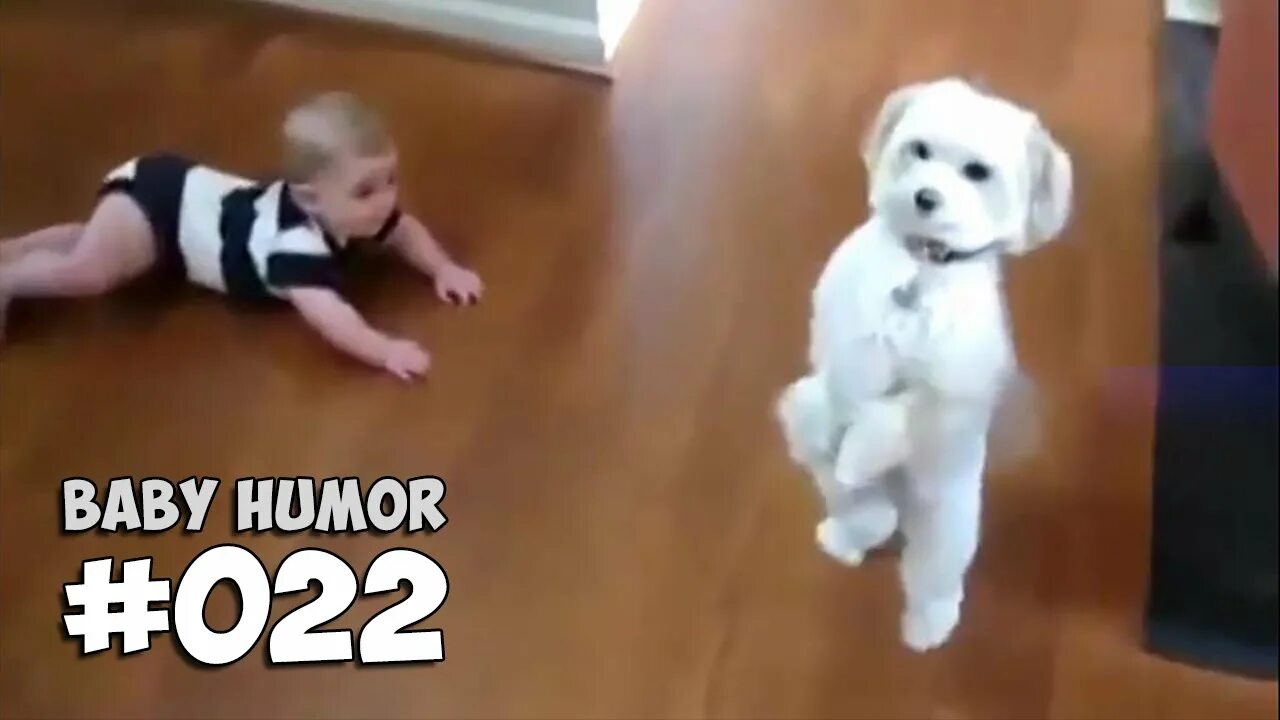 Собаки видео смешные для детей. Смешные дети и животные. Детские смешные видеоролики. Смешные ролики с животными и детьми. Смешные ролики про детей.
