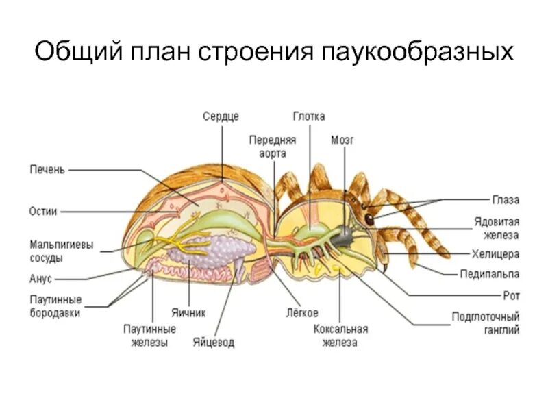 Биология внутреннее строение паукообразных. Внутреннее строение паукообразных. класс паукообразные.строение паука биология 7 класс. строение паука биология. внутреннее строение паукообразных 7 класс.