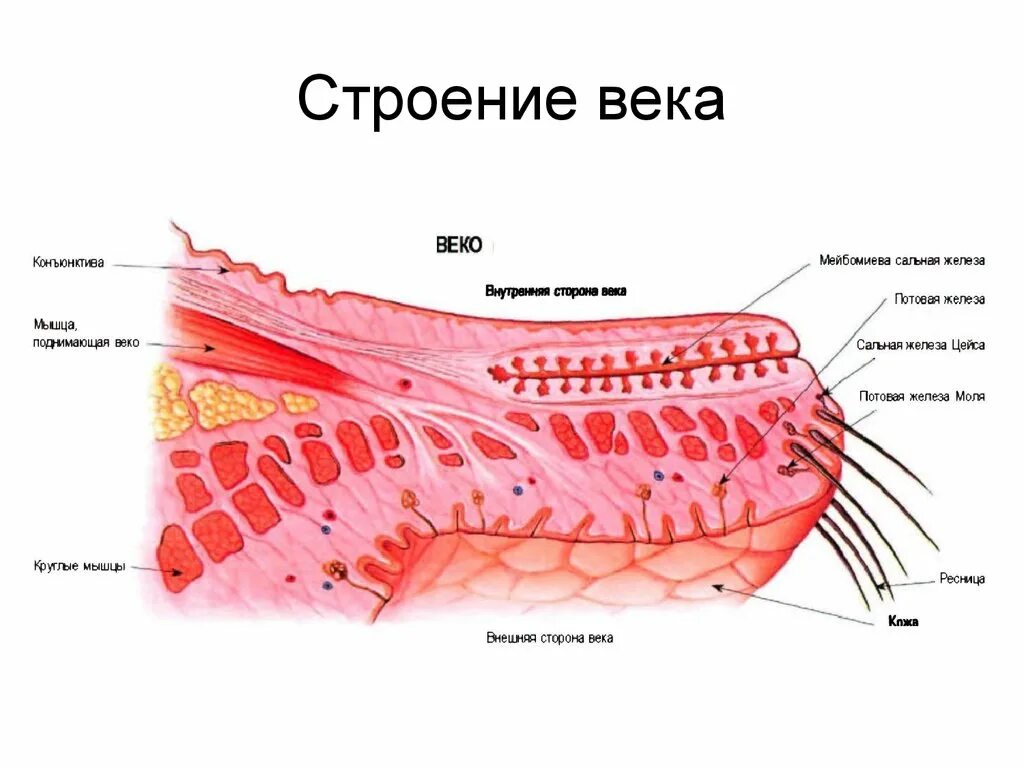 Нижний край века. Мейбомиевы железы строение. Строение века глаза.