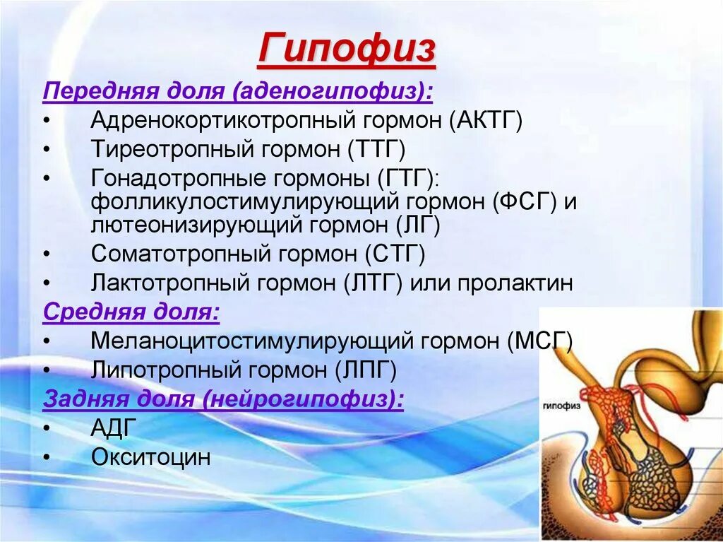 Пример гипофиза. Гипофиза аденогипофиз гормоны\. Адренокортикотропный гормон гипофиза. ТТГ гормон гипофиза. АКТГ ТТГ ФСГ ЛГ ЛТГ.