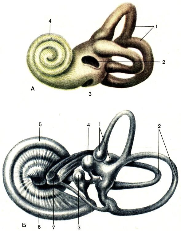 Костный и перепончатый Лабиринт. Костный Лабиринт и перепончатый Лабиринт. Перепончатый Лабиринт улитки анатомия. Внутреннее ухо перепончатый Лабиринт. Лабиринт улитки уха