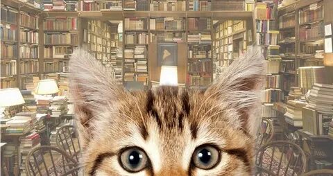 Библиотека кота мортимера