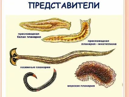 Белая планария к какому типу животных относится