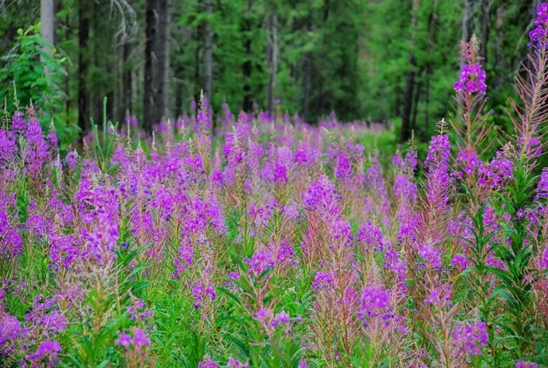 Кипрей узколистный царство отдел. Кипрей горный. Кипрей болотный.