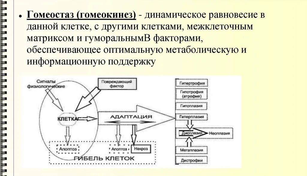 Клетки равновесия. Гомеостаз и гомеокинез. Понятия гомеостаза гомеокинеза. Понятие внутреннего среда организма гомеостаз и гомеокинез. Механизмы гомеостаза.