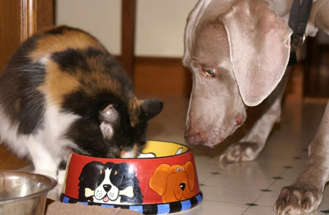 У собак есть дети. Собака и кошка кушают. Кошка и собака едят из миски. Кот ест из собачьей миски. Кот и собака кушают из миски.