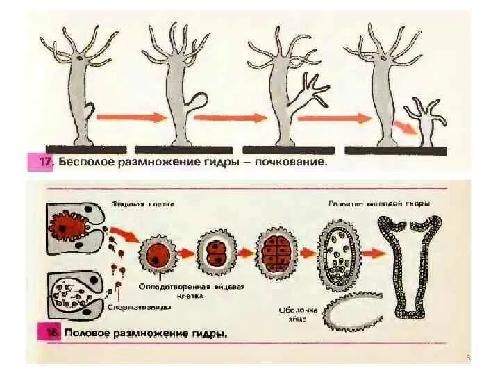 Половое и бесполое размножение гидры. Процесс полового размножения гидры. Бесполое размножение гидры. Почкование гидры это бесполое размножение. Установите последовательность этапов полового