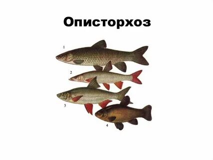Пелядь описторхоз