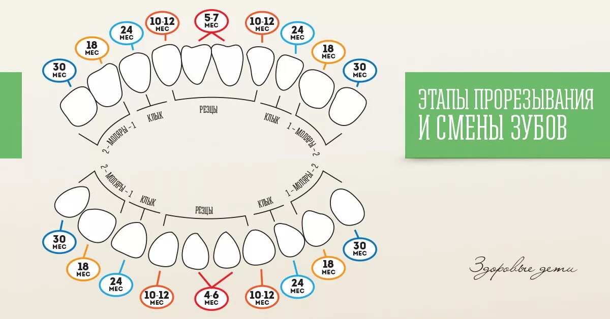 Через сколько прорезаются зубы. Зубы у ребёнка порядок прорезывания схема. Зубы график прорезывания молочных зубов. Порядок роста молочных зубов у детей схема. Схема прорезывания молочных зубов у детей до 2 лет.