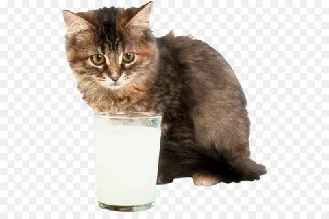 Кошка выпила молоко