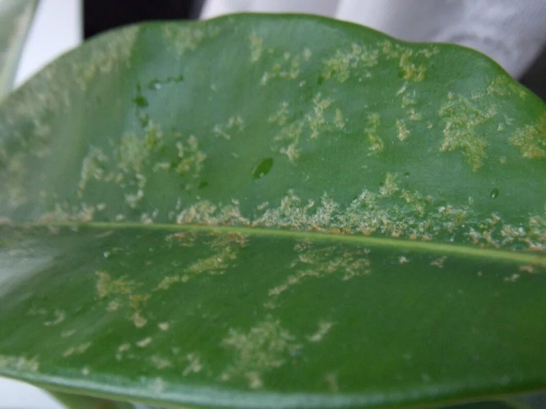 Чтобы листья фикуса блестели. Фикус золотистый. Блестящие листья фикуса. Фикус бенджамина голден моник. Фикус фицджеральда.