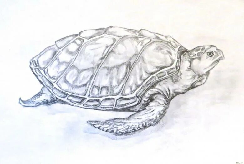 Черепаха рисунок. Черепаха карандашом. Черепаха рисунок карандашом. Поэтапное рисование черепахи.
