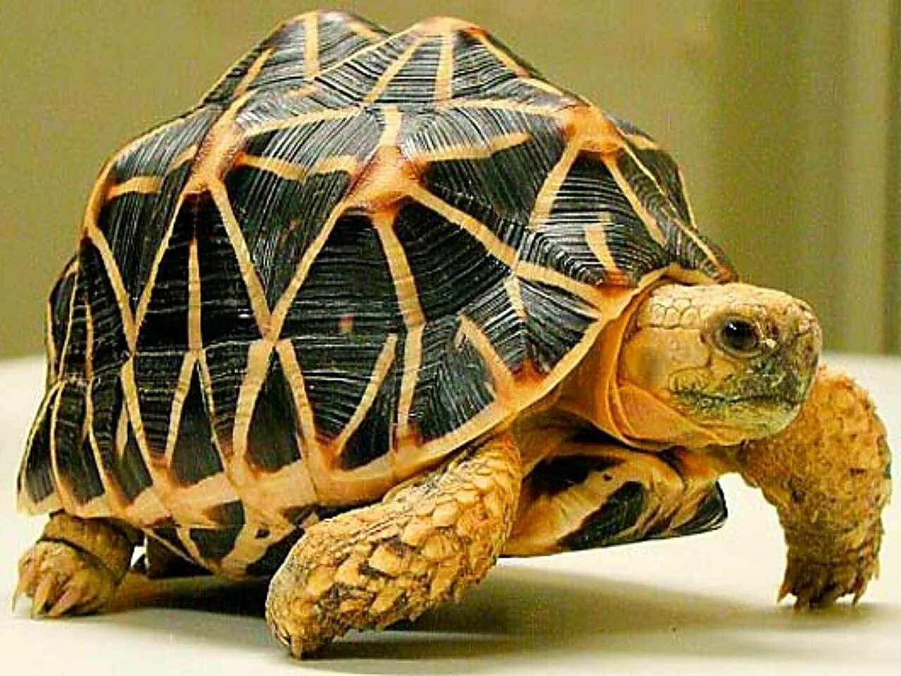 Индийская звездчатая черепаха. Звездчатая сухопутная черепаха. Индийские Сухопутные черепахи. Желтоногая черепаха шабути.