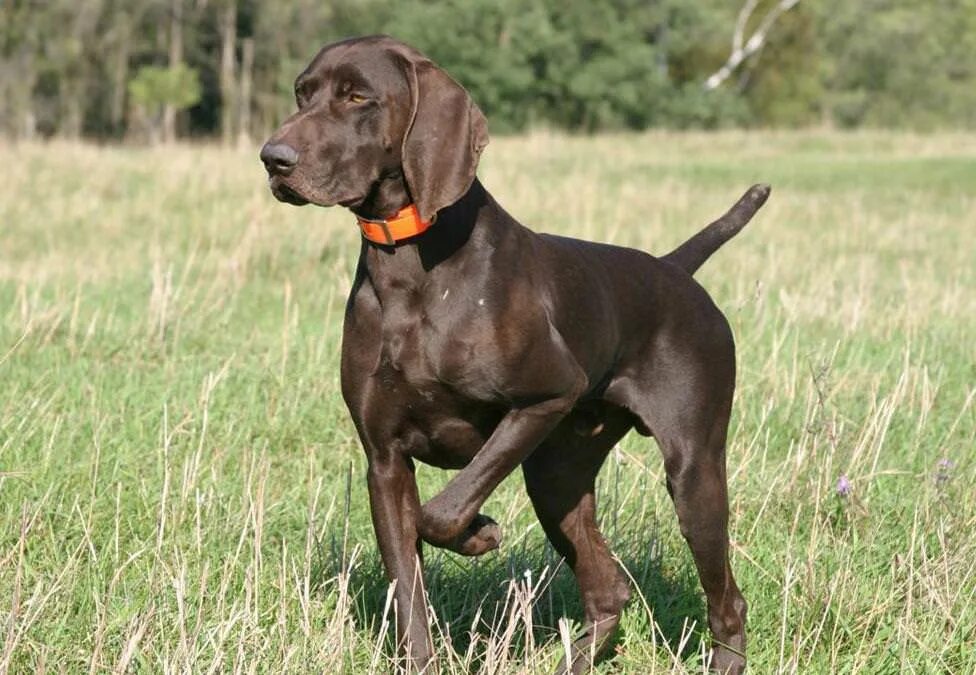 Курцхаар гладкошерстный. Курцхаар. Короткошерстная легавая 8 букв. Короткошерстная легавая 8 букв. Персиваль собака.