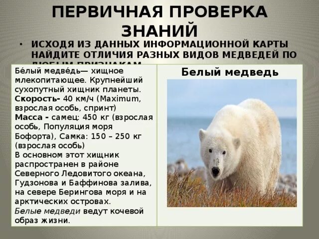 Медведь царство тип класс. Классификация животных белый медведь. систематика белого медведя. вид белый медведь род.