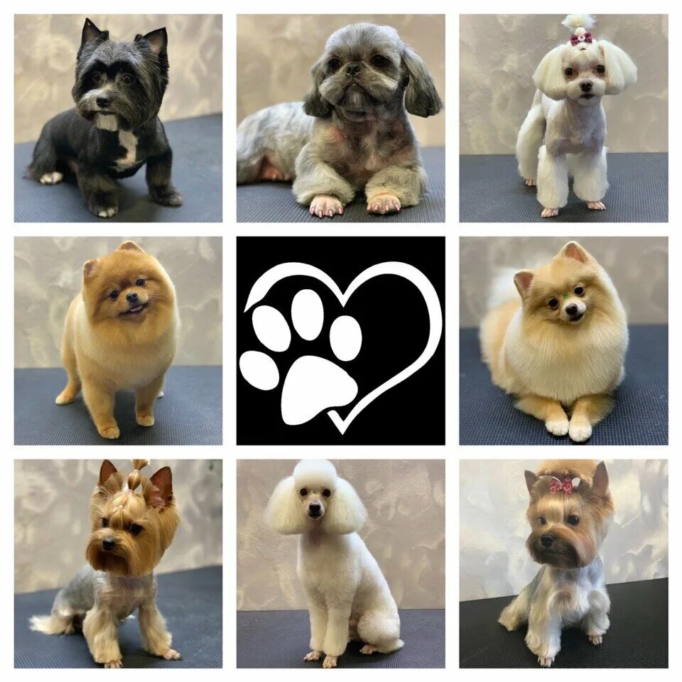 Груминг в туле. Груминг собак. Грумер тула. Грумер тула. Бритые коты.