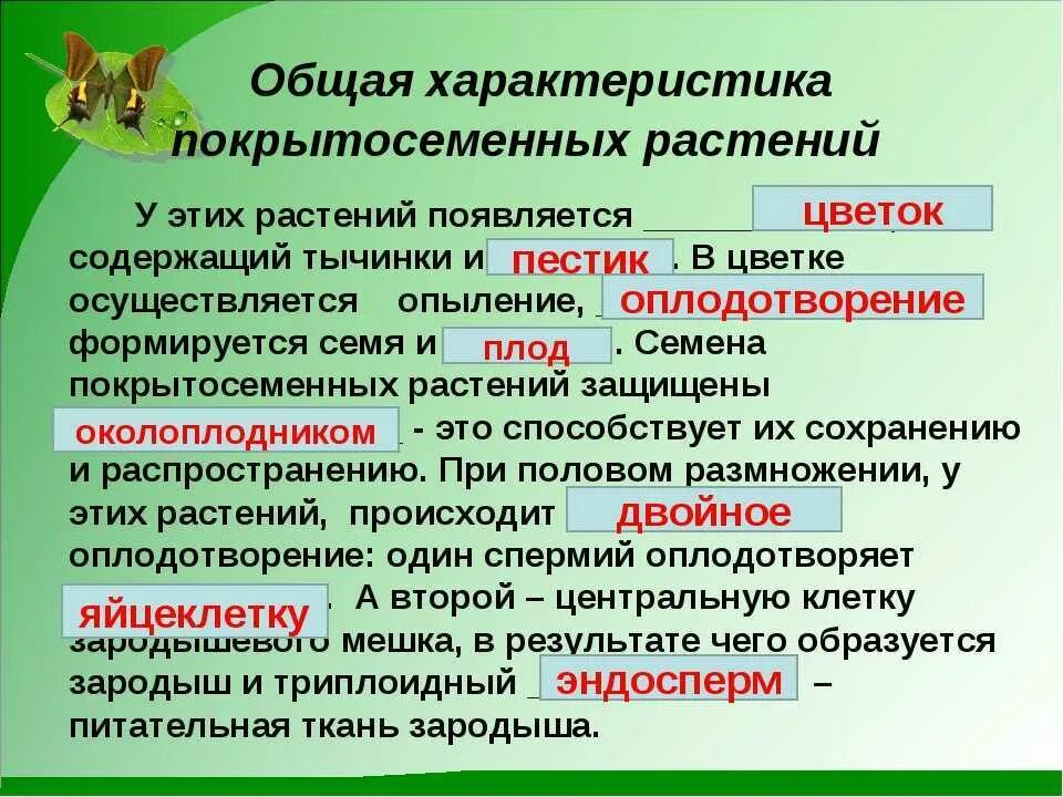 Чем характеризуются покрытосеменные растения. Особенности строения покрытосеменных растений 7 класс. Общая характеристика отдела цветковые. Характеристика покрытосеменных растений. Отдел Покрытосеменные общая характеристика.