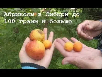 Мы купили два килограмма абрикосов