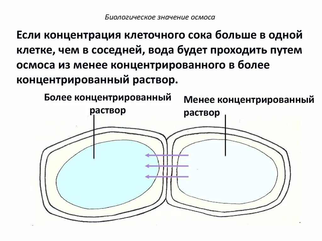 Концентрация клеточного сока растений. Осмос в биологических системах. Биологическое значение осмоса. Клеточный сок раствор