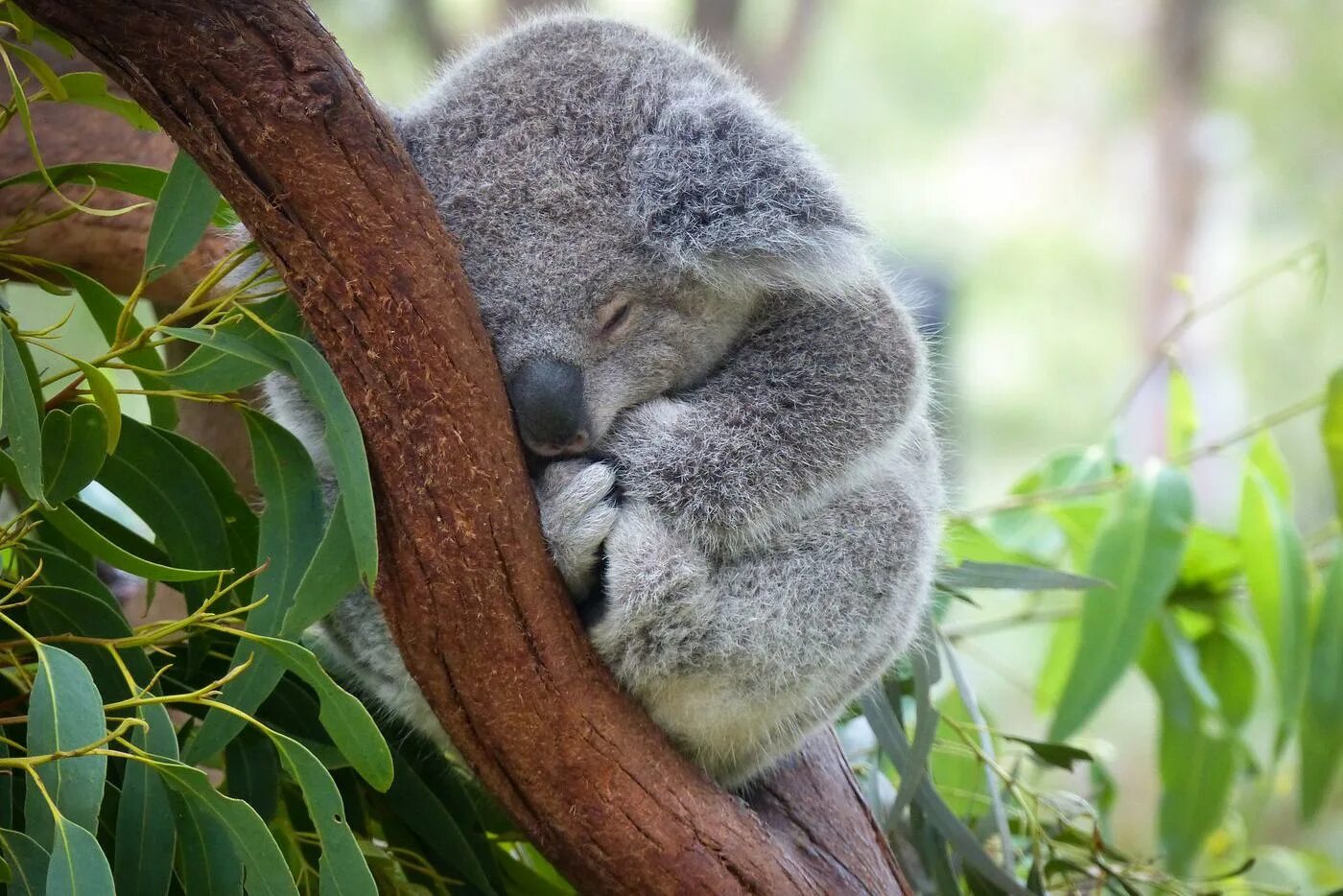 Коала на эвкалипте. Медведь коала. Сумчатый медведь коала Австралия. Эвкалипт в Австралии с коалой. Коала в лесу