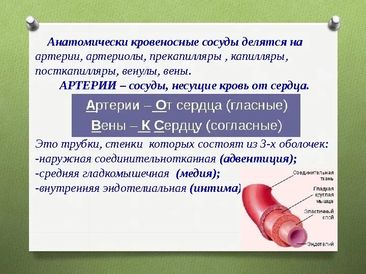 Почему из члена кровь. Артерии делятся на. Сосуды артерии вены капилляры.