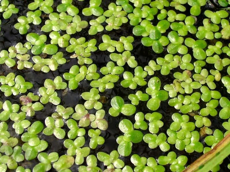 Пшеничная каша кус кус. Как называется мелкая работа. Разноцветная морская галька. Пшено киноа. Петуния калибрахоа ампельная.