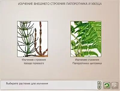 Лабораторная работа изучение строения папоротника 7 класс