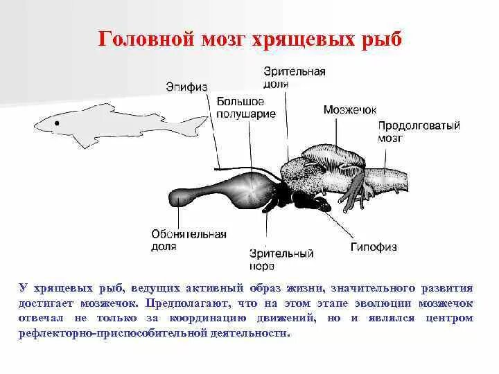 Головной мозг рыб развит. Строение головного мозга хрящевых рыб. Эволюция нервной системы у хрящевых рыб. Схема строения головного мозга костных рыб. Нервная система хрящевых и костных рыб.