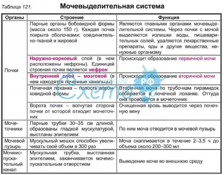 Выделительная система человека строение и функции таблица. Мочевыделительная система строение таблица. Таблица мочевыделительная система строение и функции почек. Строение и функции почек таблица. Значение почек биология 8 класс