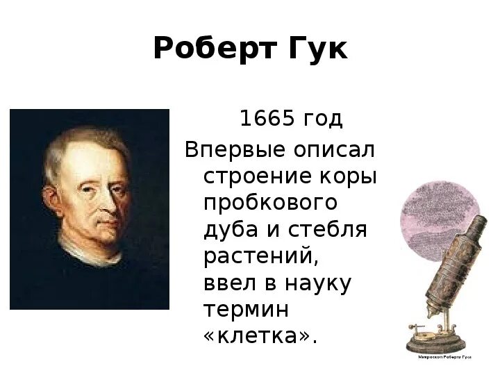 Гук ввел термин клетка. Гук ввел термин клетка