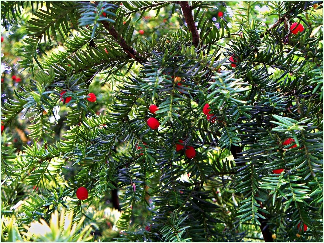 Тисс taxus baccata. Тис ягодный репанденс. Тис головчатый форчуна. Тисс ягодный тисс ягодный. Тис ягодный реликт.