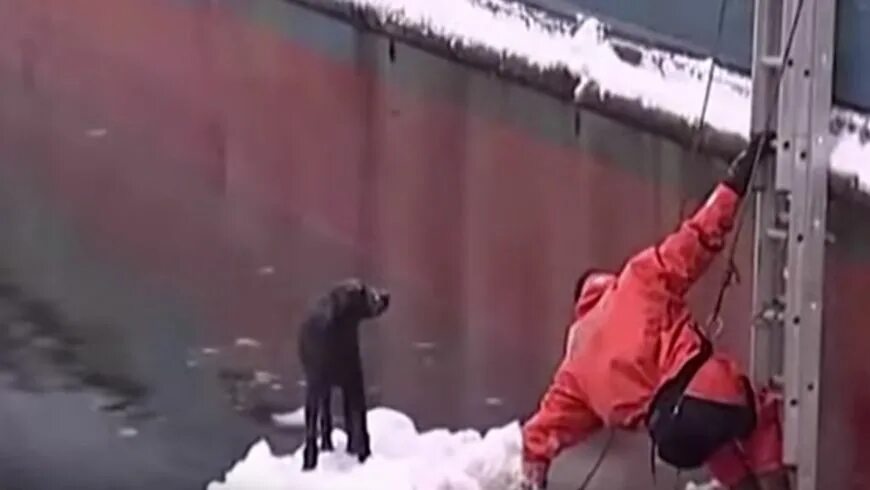 Видео спасения людей. Спасательная операция с собаками в Турции виде.