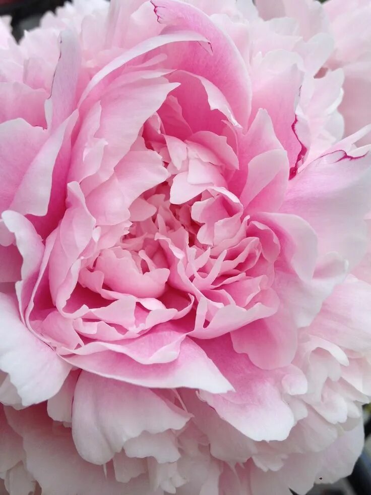 Peonies bloom