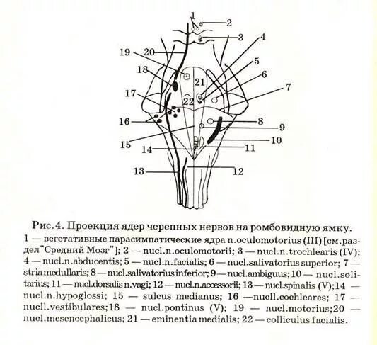 Ядра черепных нервов моста. Расположение ядер черепно мозговых нервов в ромбовидной ямке. Схема расположения ядер черепно мозговых нервов. Проекция черепно мозговых нервов на ромбовидную ямку. Ромбовидная ямка ядра черепных нервов схема.