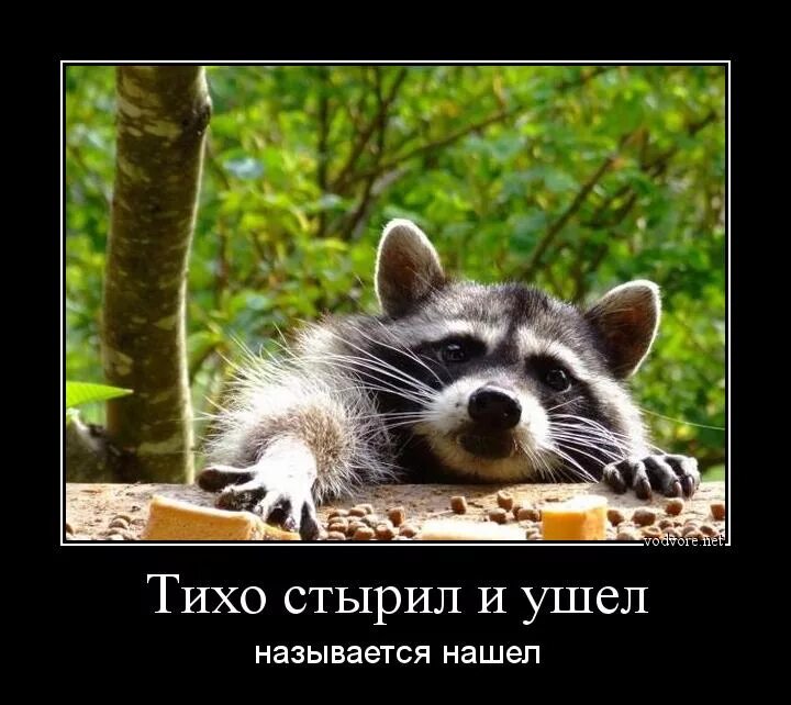 Тихо называется. Тихо стырил и ушёл. тихо стырил и ушёл называется нашёл. демотиваторы про енотов. енот демотиватор.