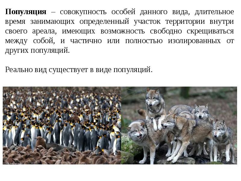 Виды популяций. Популяция это совокупность особей. Особи популяции. Вид это совокупность популяций. Совокупность видов растений и животных длительное время