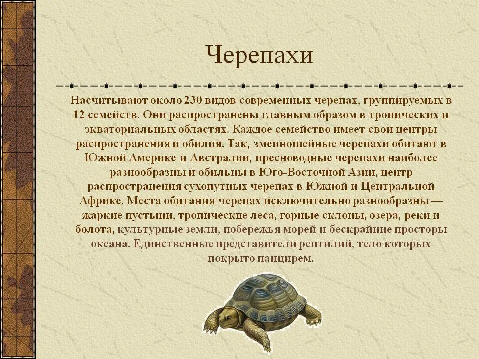 Черепаха сообщение 8 класс. Информация о черепахе. Описание черепахи. Сообщение о черепахе. Доклад про черепаху.