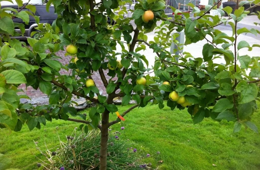 Можно ли из семечка яблока вырастить яблоню. Яблоня – Malus domestica саженец. Яблоня Мартьяновское. Дерево яблоня из семечка. Яблоня из косточки.