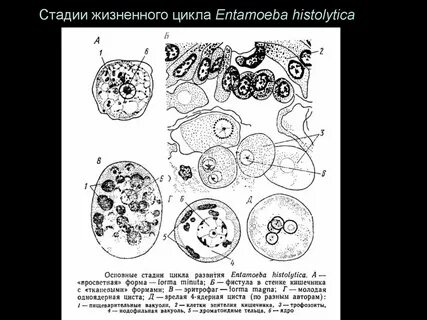 Стадии развития дизентерийной амебы