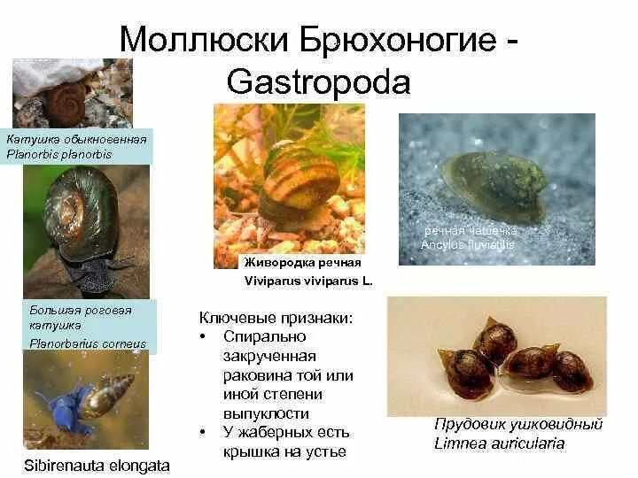 Малый прудовик виноградная улитка. Брюхоногие моллюски относятся. Сухопутные брюхоногие моллюски. Класс брюхоногие представители. Класс gastropoda брюхоногие.