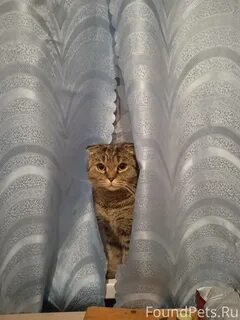Кошка вчера