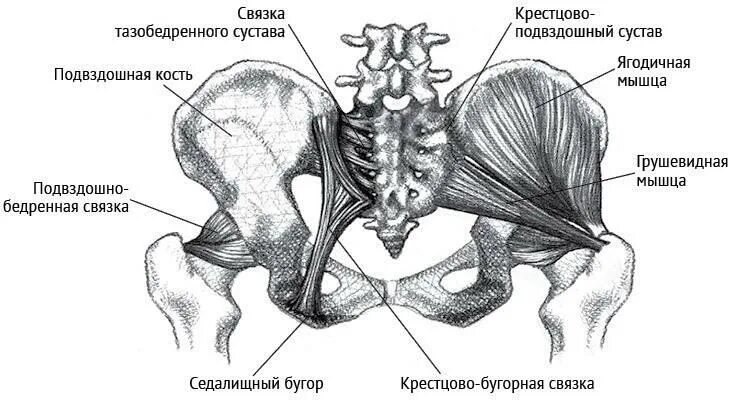 Крестцово подвздошный латынь. Крестцово бугорная связка. крестцово бугорная и крестцово остистая связка. крестец бугорная связка. кресцово бугорнаясвящка.