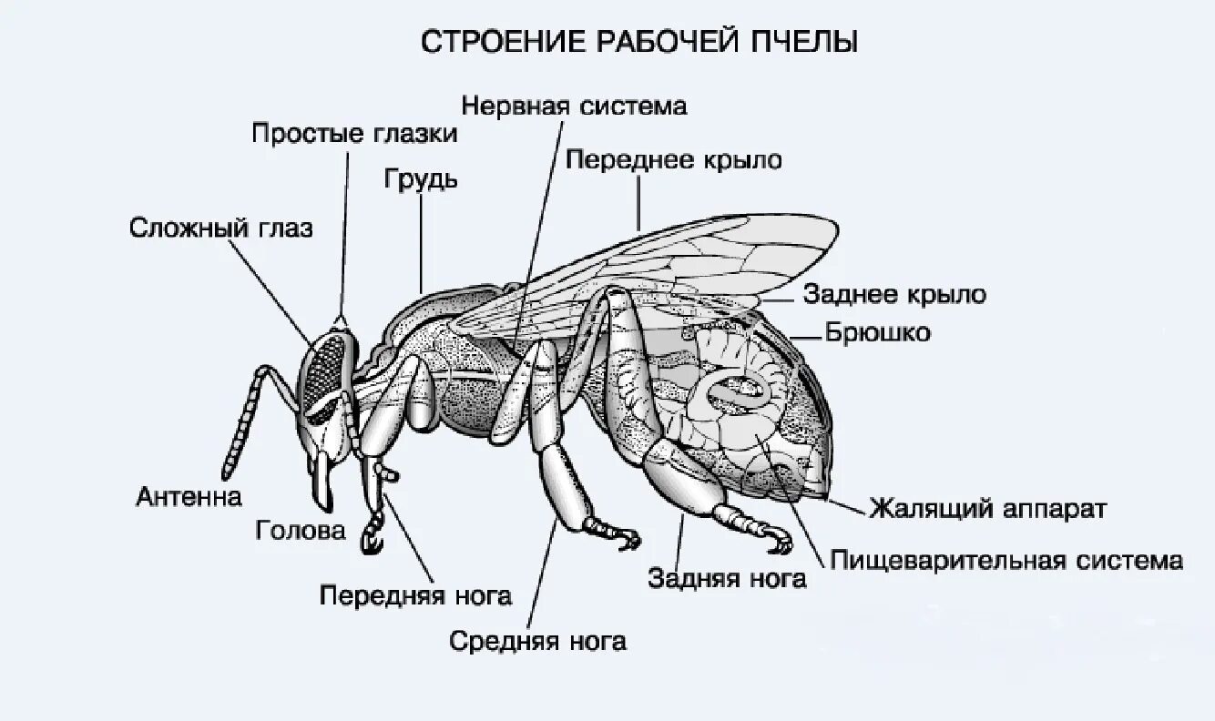 Пчела строение тела схема. Внутреннее строение рабочей пчелы. Внешнее строение пчелы. Внутреннее строение насекомых пчела.