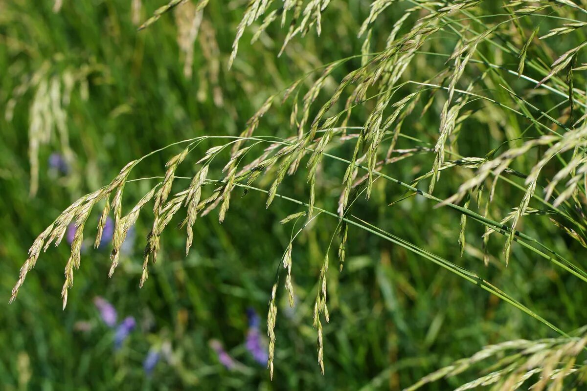 Овсяница камышовая. Фестулолиум райграс. Овсяница тростниковая festuca arundinacea. Овсяница луговая. Овсяница тростниковая (meandre).