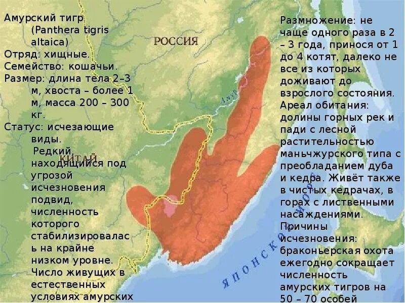 В какой среде обитают тигры