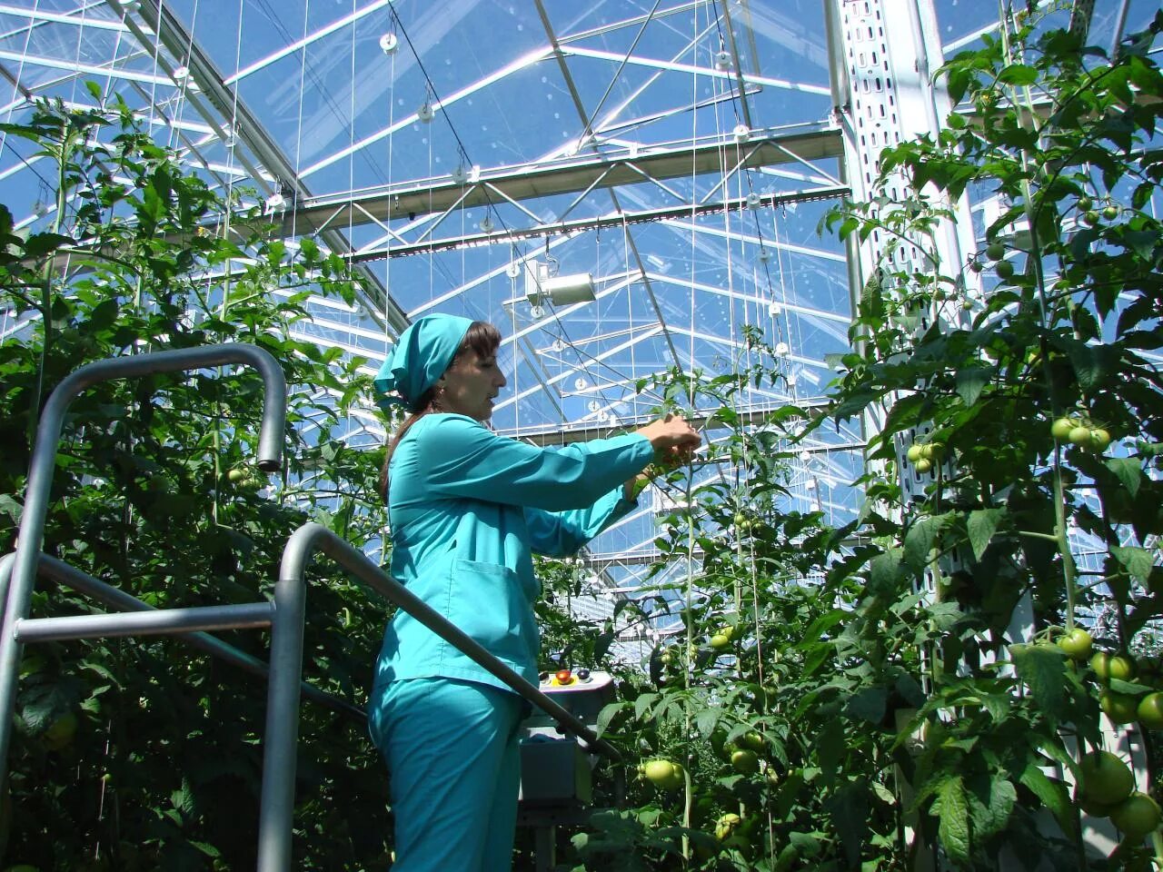 Сайты работа курск. Сейм агро ворошнево курск. сейм-агро тепличный комбинат курск. тепличный комбинат ворошнево курская область. агрокомплекс сейм агро курск.