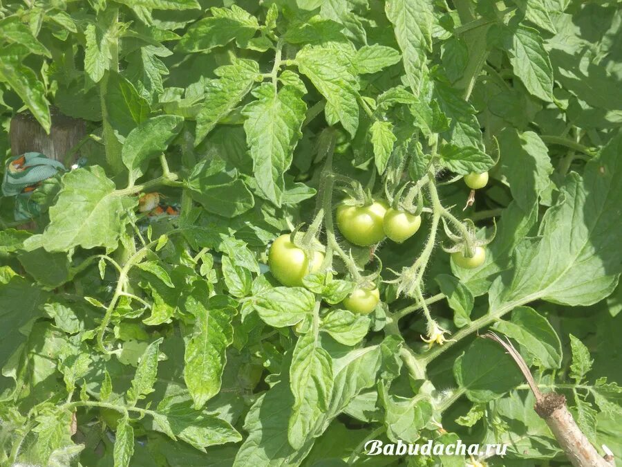 Томат морозко f1. Томат сорта морозко ф 1. Томат морозко f1. Томат морозко f1 характеристика и описание. Томат морозко f1 характеристика и описание.