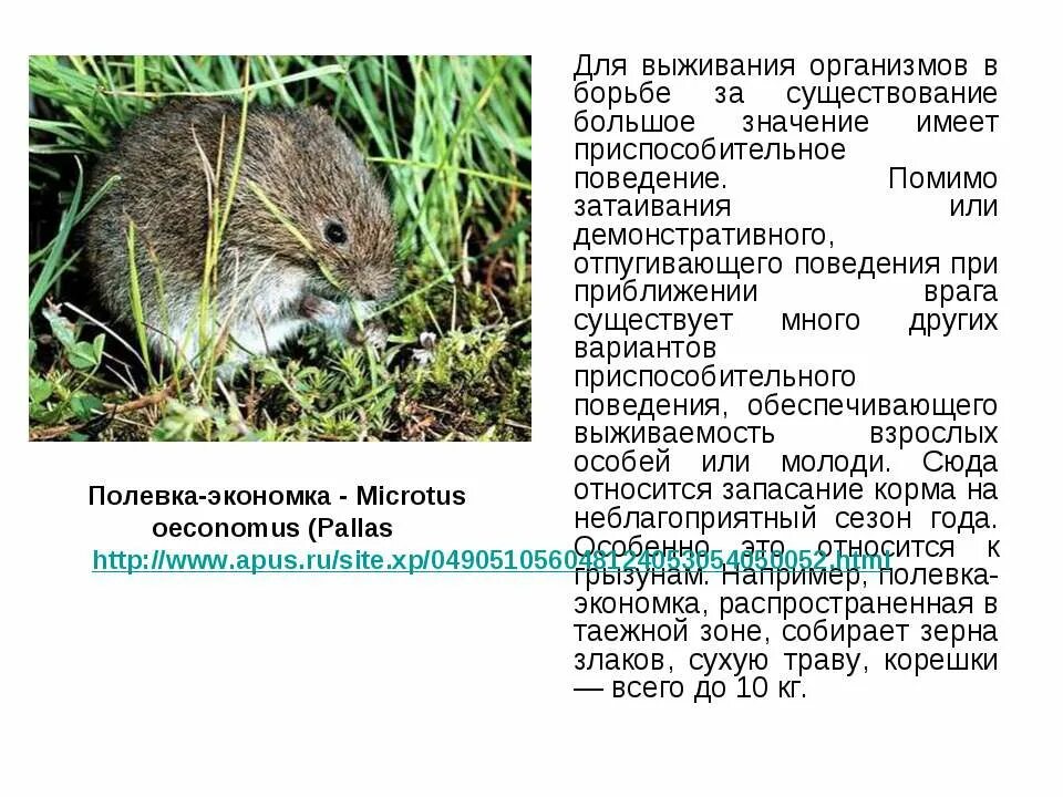 Имеет приспособительное значение. Полёвка-экономка microtus oeconomus. информация о полёвке. приспособительное поведение животных. сообщение о мыши полевки.