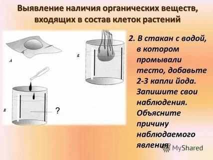 Биология обнаружение органических веществ в растениях